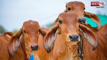 सपनें में दिखती है गौ माता, जानिए इसके चमत्कारी संकेत